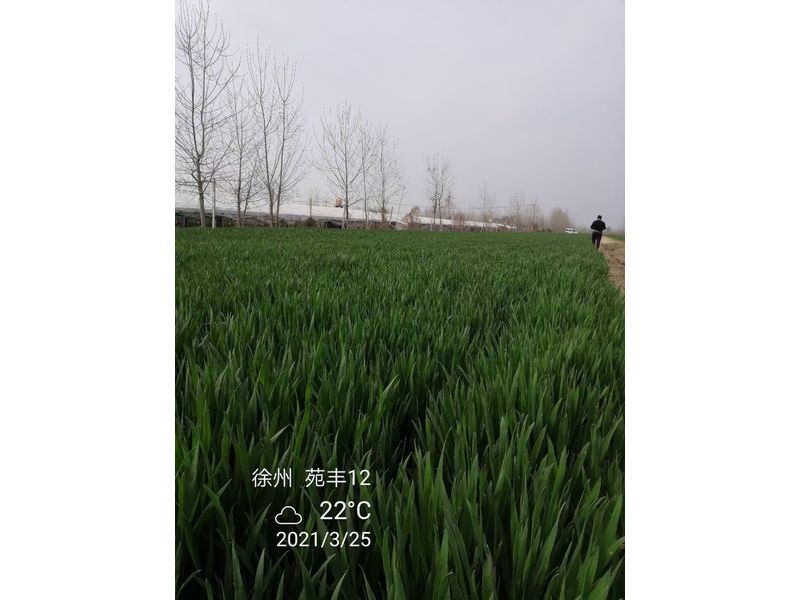 苑豐12，徐州試驗(yàn)大田