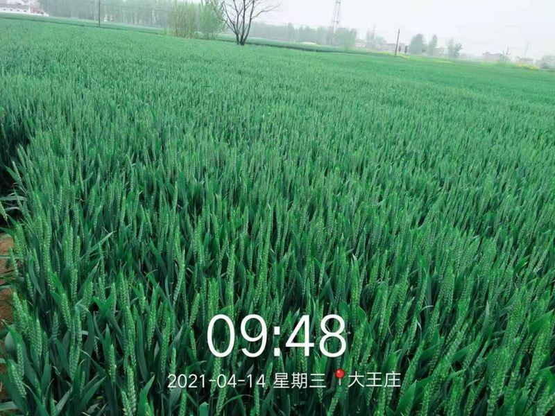 安徽臨泉，苑豐12，大田表現