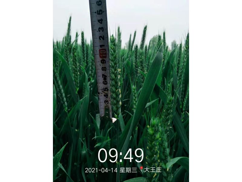 安徽臨泉，苑豐12，大田表現
